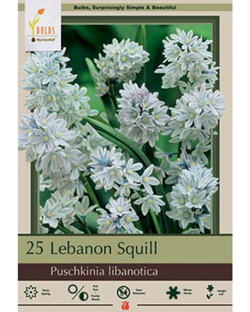 Lebanon Squill