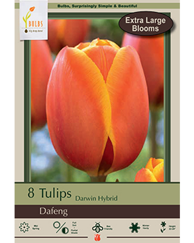 Tulip Dafeng