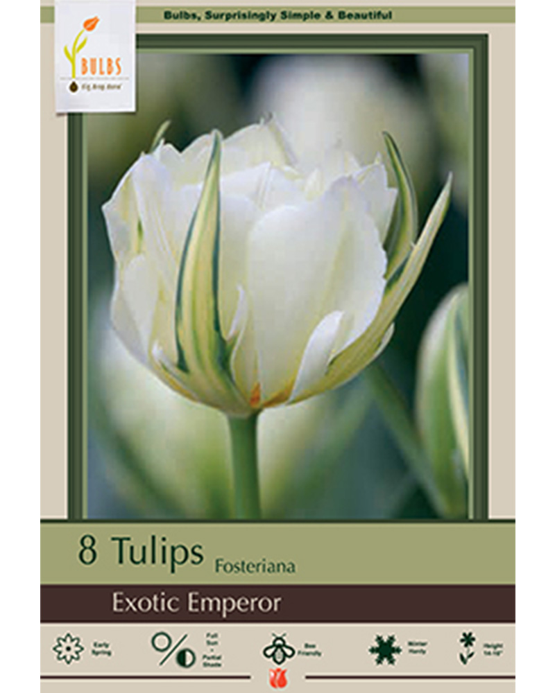 Tulip Exotic Emperor