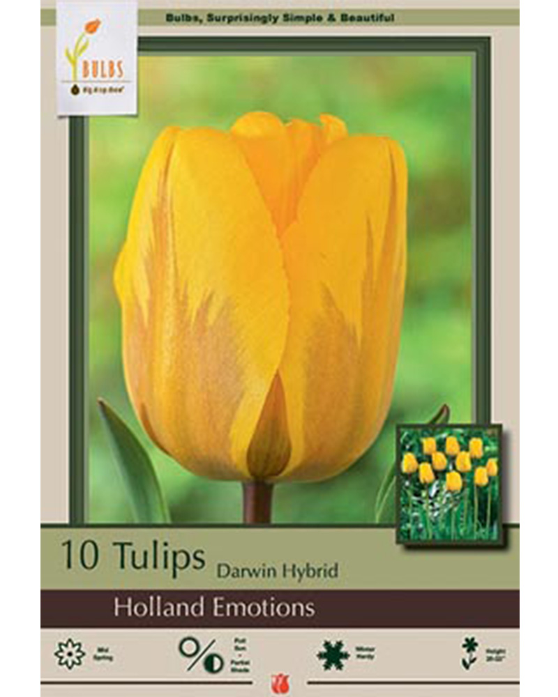 Tulip Holland Emotions