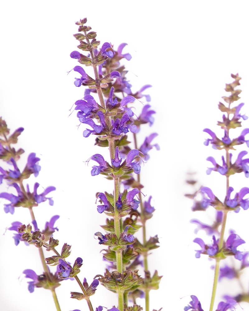 May Night Sage #1<br><i>Salvia x sylvestris May Night</br></i>