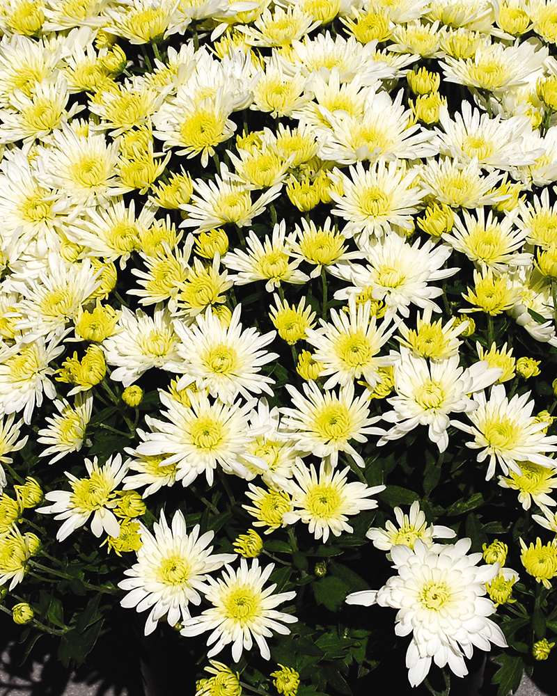 Starburst White Chrysanthemum 12"<br><i>Chrysanthemum 'Zanmustarbu'</br></i>