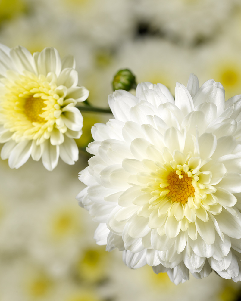 Chelsey White Chrysanthemum 8"<br><i>Chrysanthemum 'Chelsey White'</br></i>