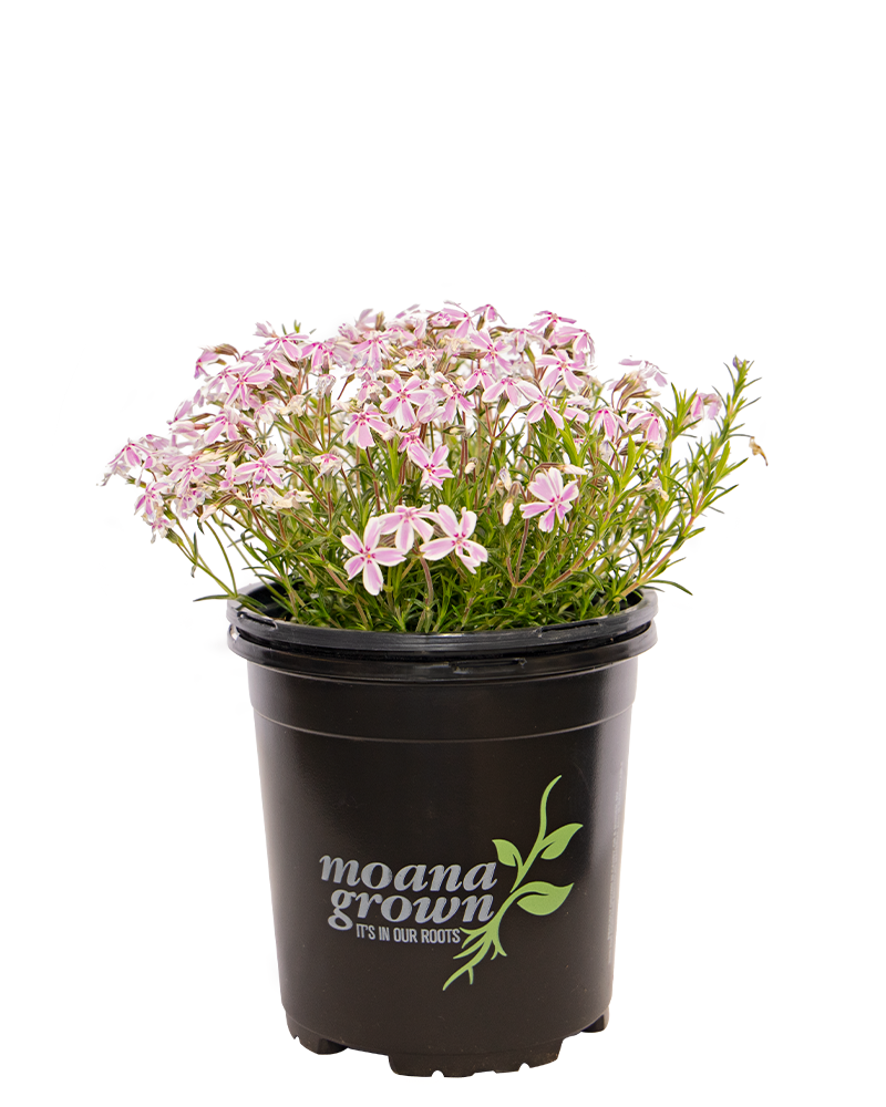 Candy Stripe Moss Phlox #1<br><i>Phlox subulata 'Candy Stripe'</br></i>