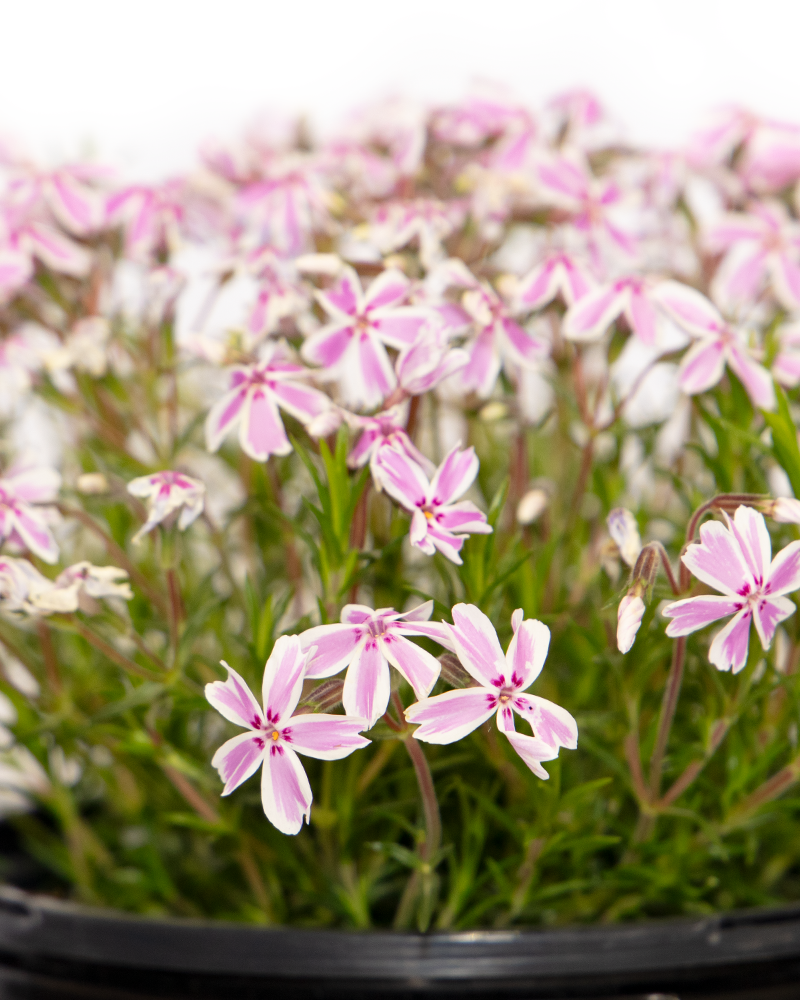 Candy Stripe Moss Phlox #1<br><i>Phlox subulata \'Candy Stripe\'</br></i>