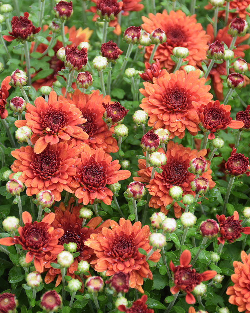 Beverly Bronze Chrysanthemum 12"<br><i>Chrysanthemum 'Beverly Bronze'</br></i>