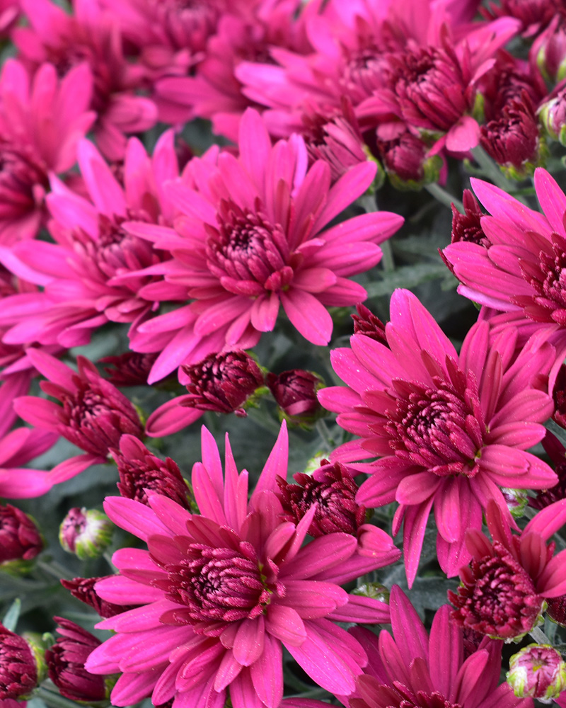 Poppin Purple Chrysanthemum 12"<br><i>Chrysanthemum 'Poppin Purple'</br></i>