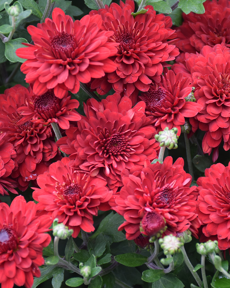 Radiant Red Chrysanthemum 12"<br><i>Chrysanthemum 'Zanmuradiant'</br></i>