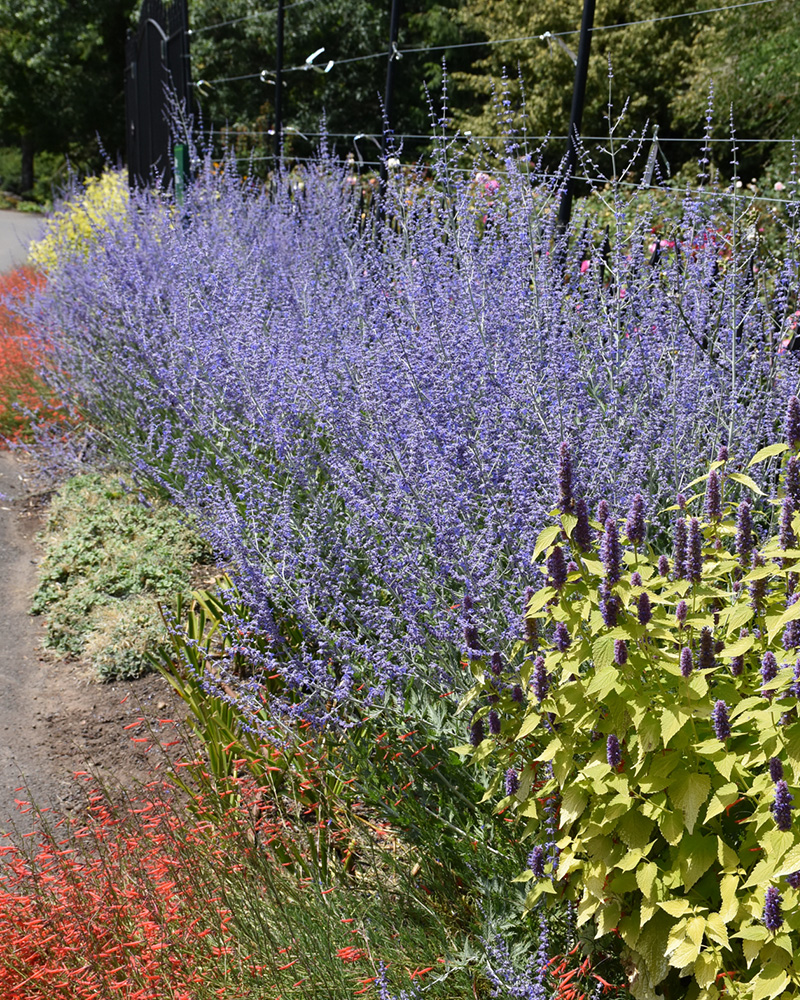 Russian Sage #1<br><i>Perovskia atriplicifolia</br></i>