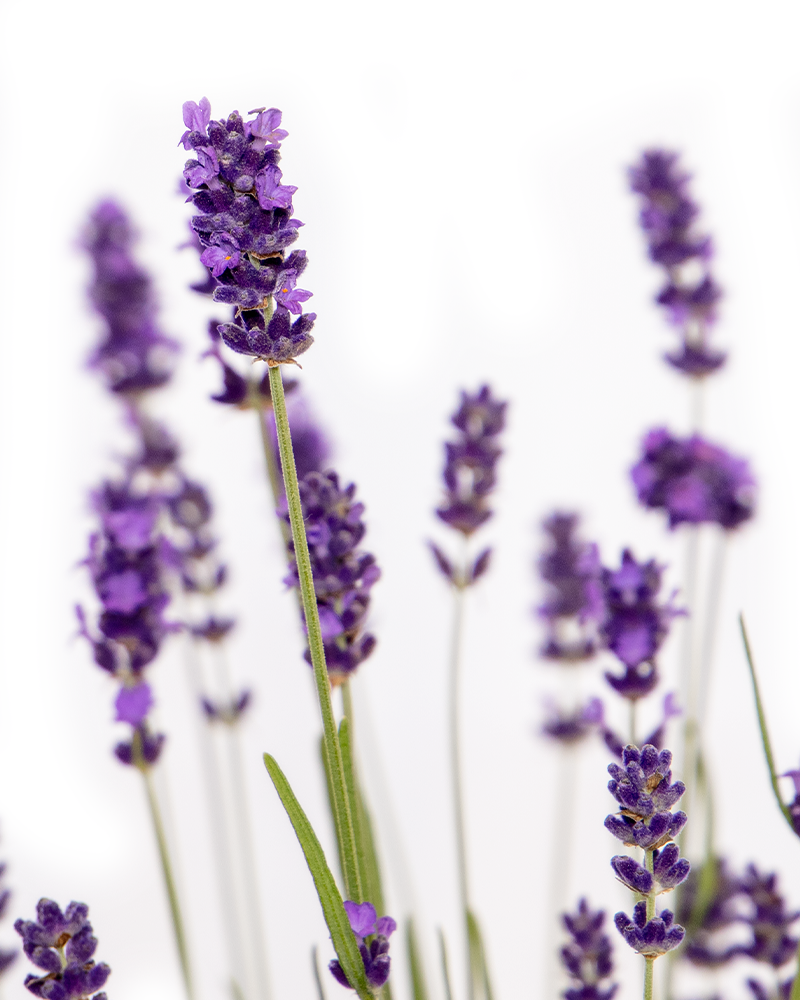 Hidcote Lavender #1<br><i>Lavandula angustifolia Hidcote</br></i>