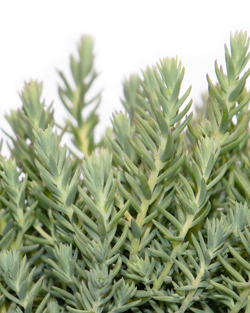 Blue Spruce Stonecrop #1<br><i>Sedum rupestre</br></i>