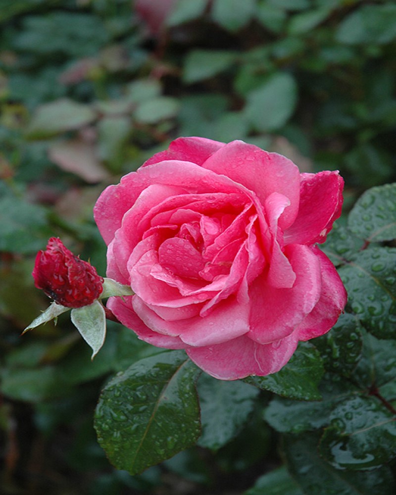 Grandma's Blessing Rose #2<br><i>Rosa Grandma's Blessing</br></i>