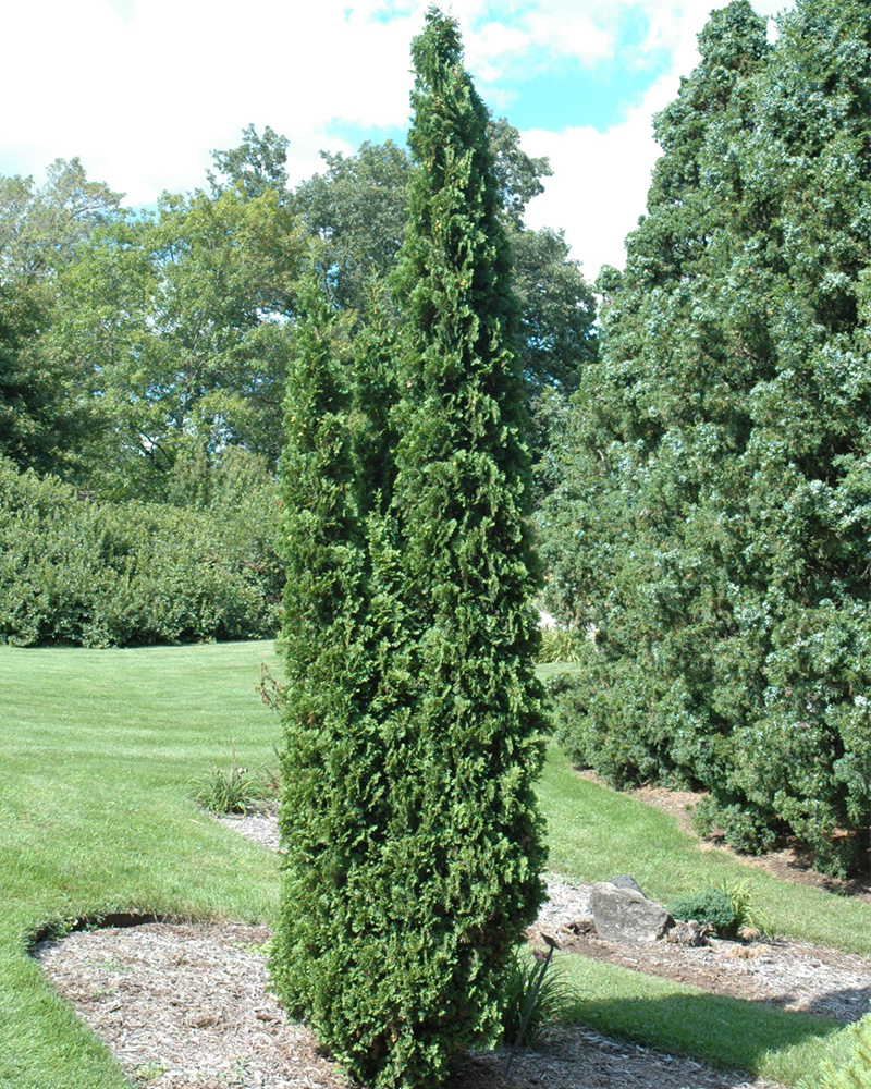 Degroot's Spire White Cedar #10<br><i>Thuja occidentalis 'Degroot's Spire'</br></i>