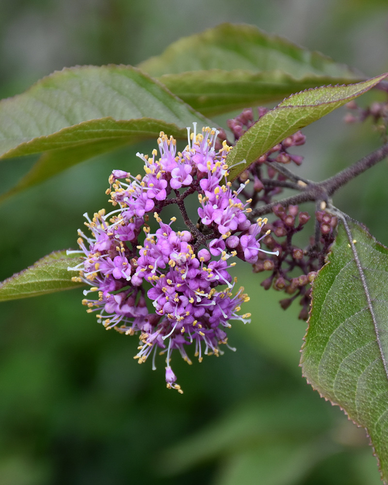 Profusion Beautyberry #3<br><i>Callicarpa bodinieri 'Profusion'</br></i>