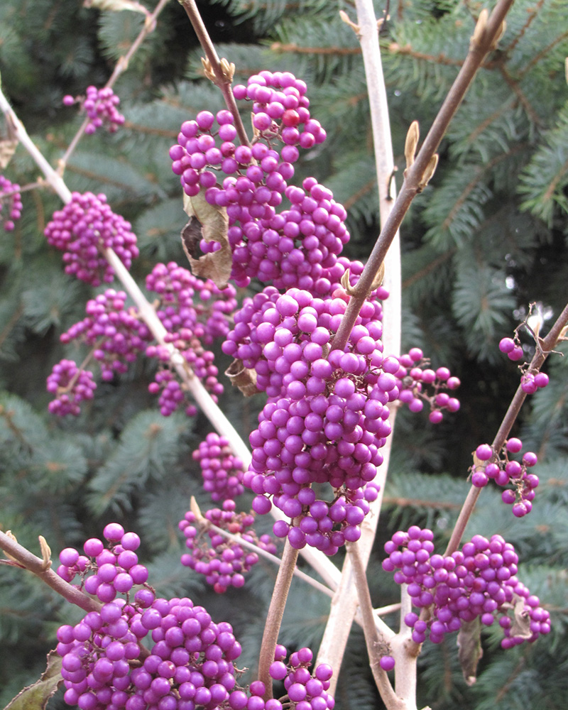 Profusion Beautyberry #3<br><i>Callicarpa bodinieri \'Profusion\'</br></i>