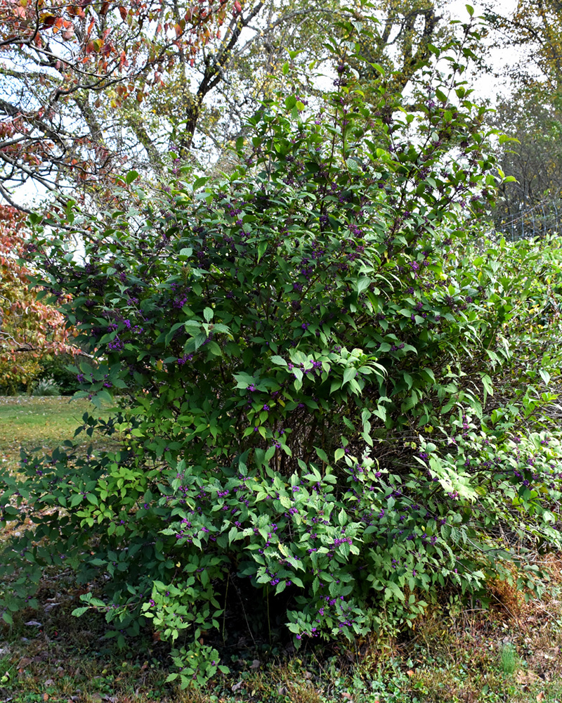 Profusion Beautyberry #3<br><i>Callicarpa bodinieri \'Profusion\'</br></i>