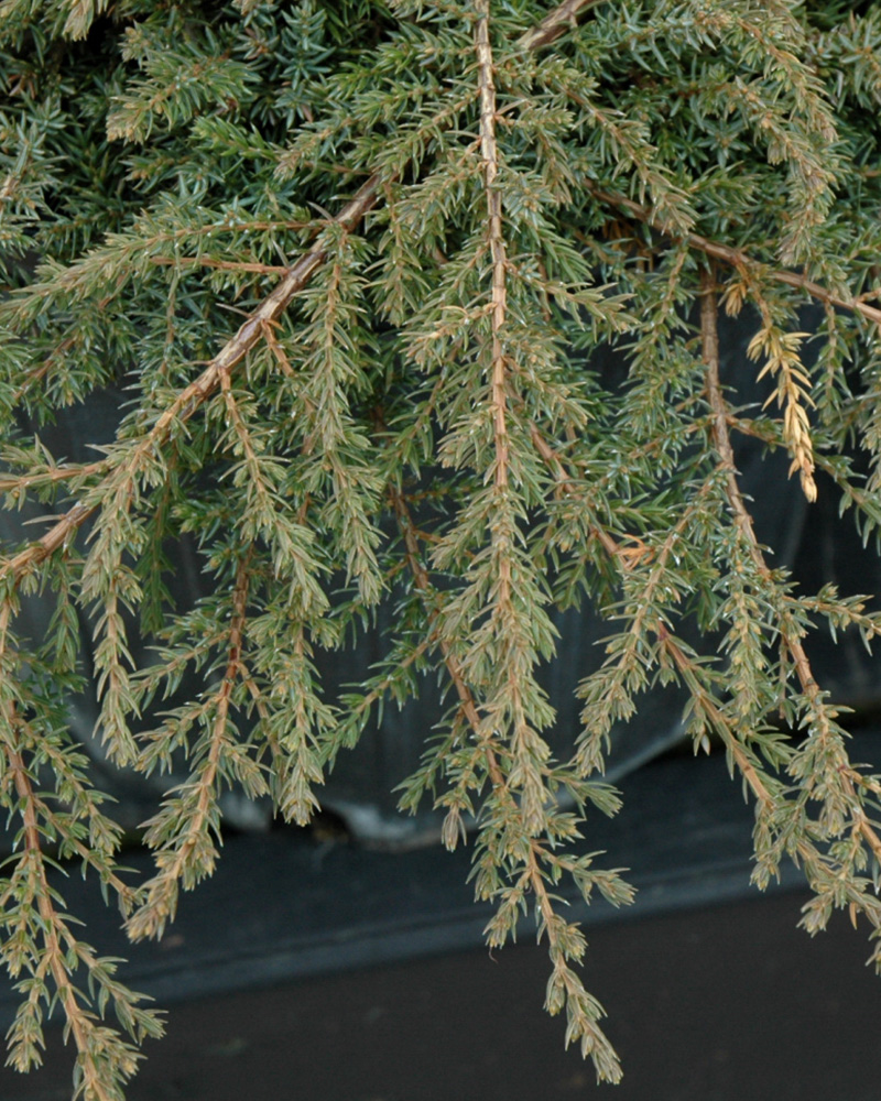 Green Carpet Juniper #1<br><i>Juniperus communis 'Green Carpet'</br></i>