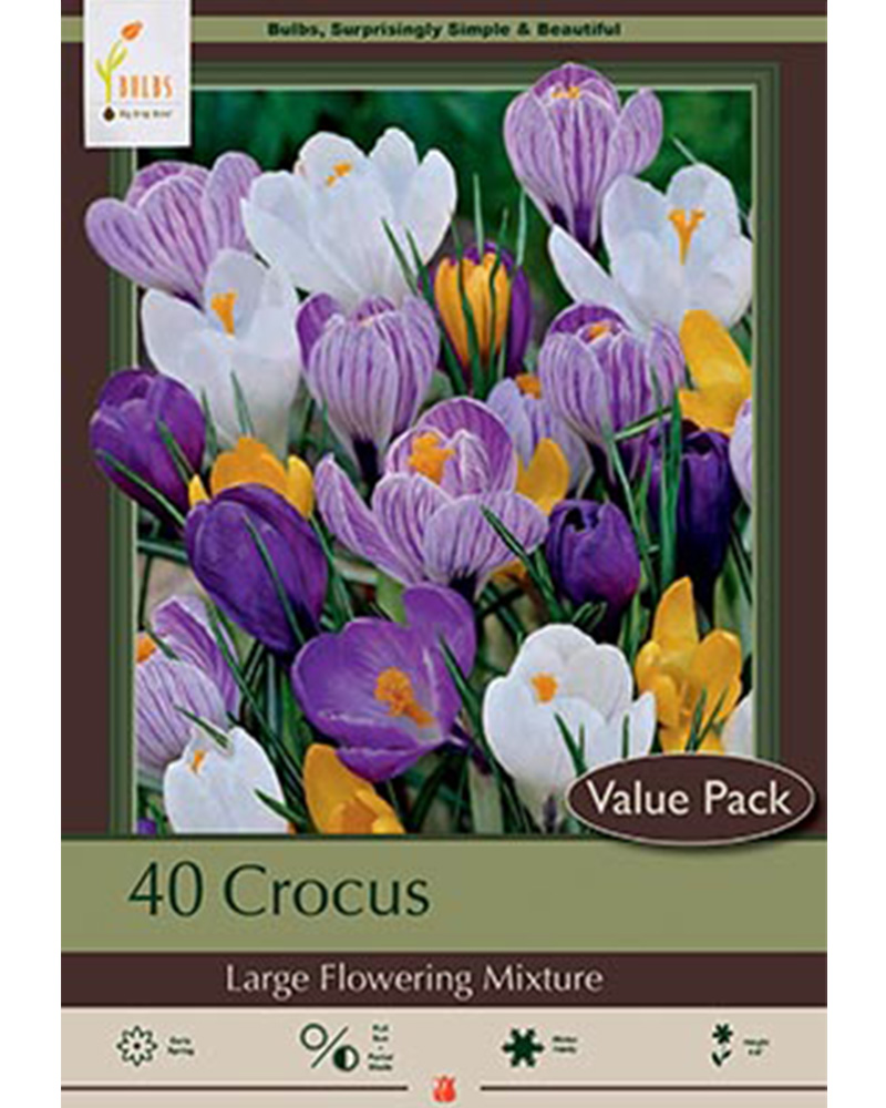 Crocus Large Flowering Mixture Value Pack
