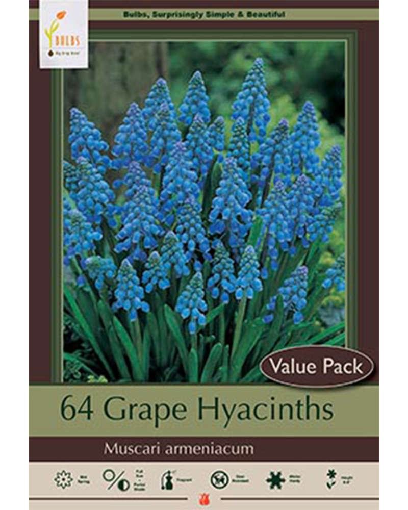 Muscari Grape Hyacinth Value Pack