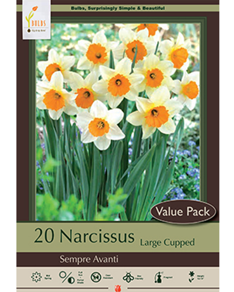 Narcissus Sempre Avanti Value Pack