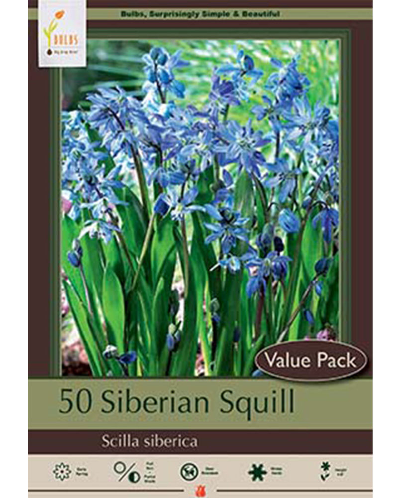 Siberian Squill