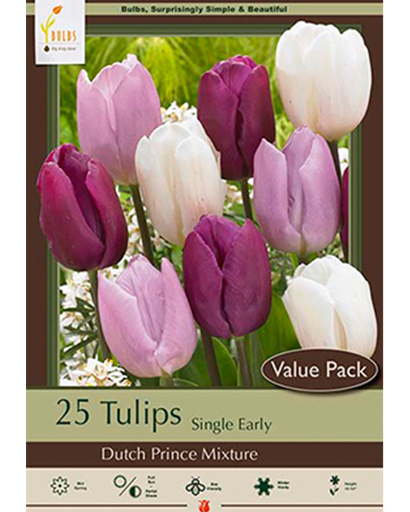 Tulip Dutch Prince Mix VP
