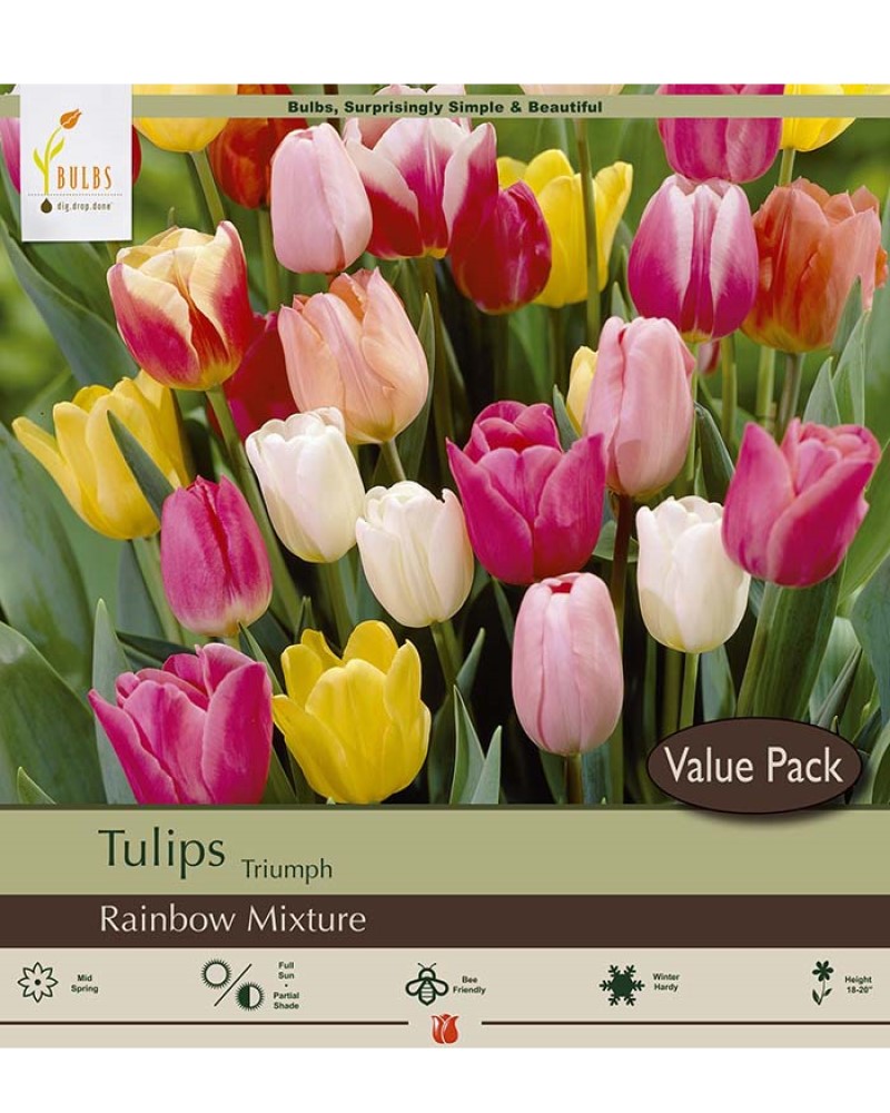 Tulip Rainbow Mix