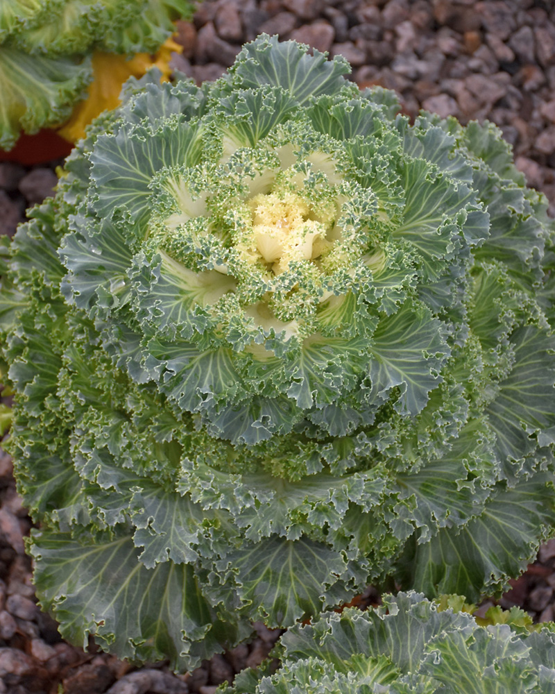 Kamome White Kale 4"<br><i>Brassica oleracea var. acephala 'Kamome White'</br></i>