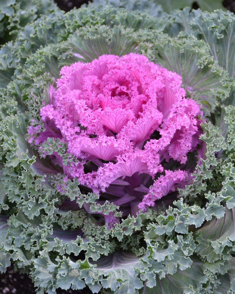 Nagoya Red Ornamental Kale 4"<br><i>Brassica oleracea var. acephala 'Nagoya Red'</br></i>