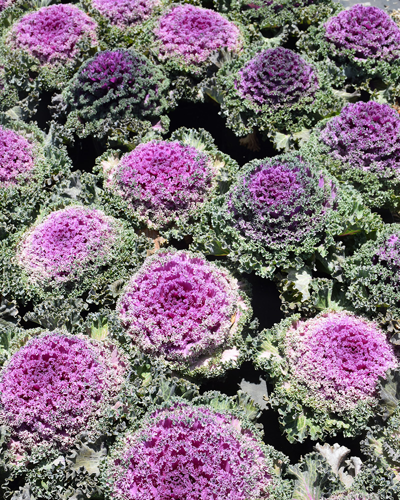 Nagoya Red Ornamental Kale 4\"<br><i>Brassica oleracea var. acephala \'Nagoya Red\'</br></i>