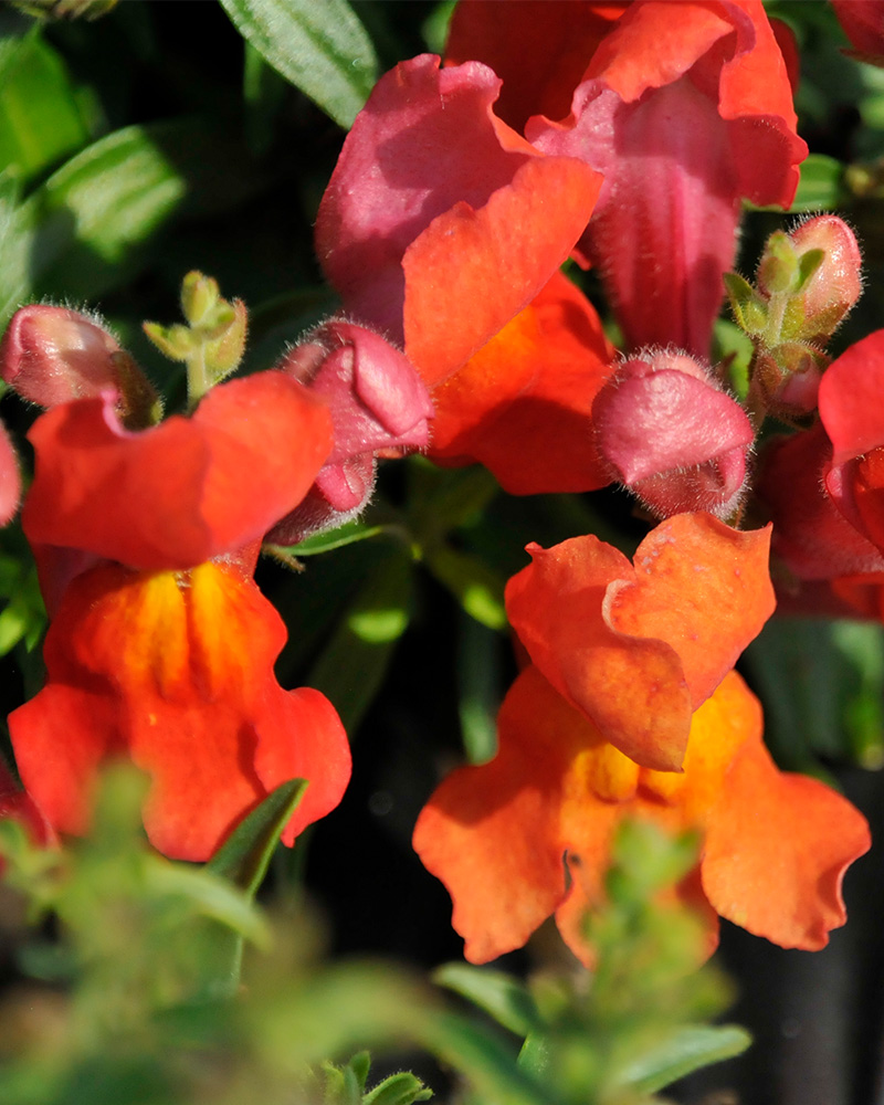 Snapshot� Orange Snapdragon #1<br><i>Antirrhinum majus 'PAS409638'</br></i>