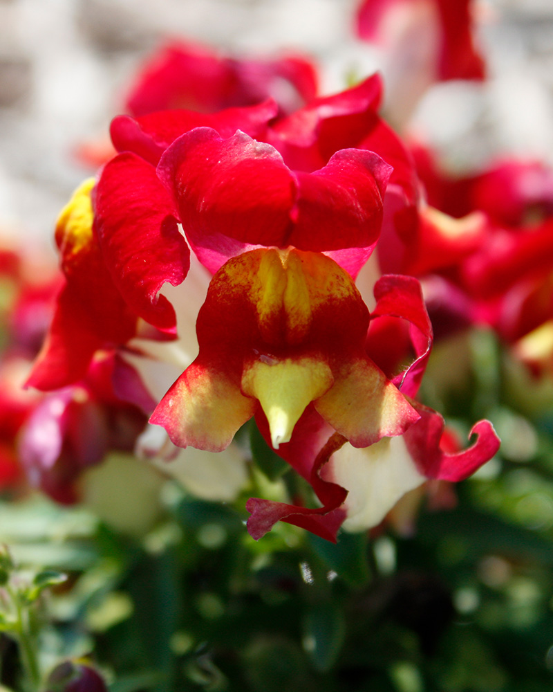 Snapshot Red Bicolor Snapdragon #1<br><i>Antirrhinum majus 'PAS425813'</br></i>