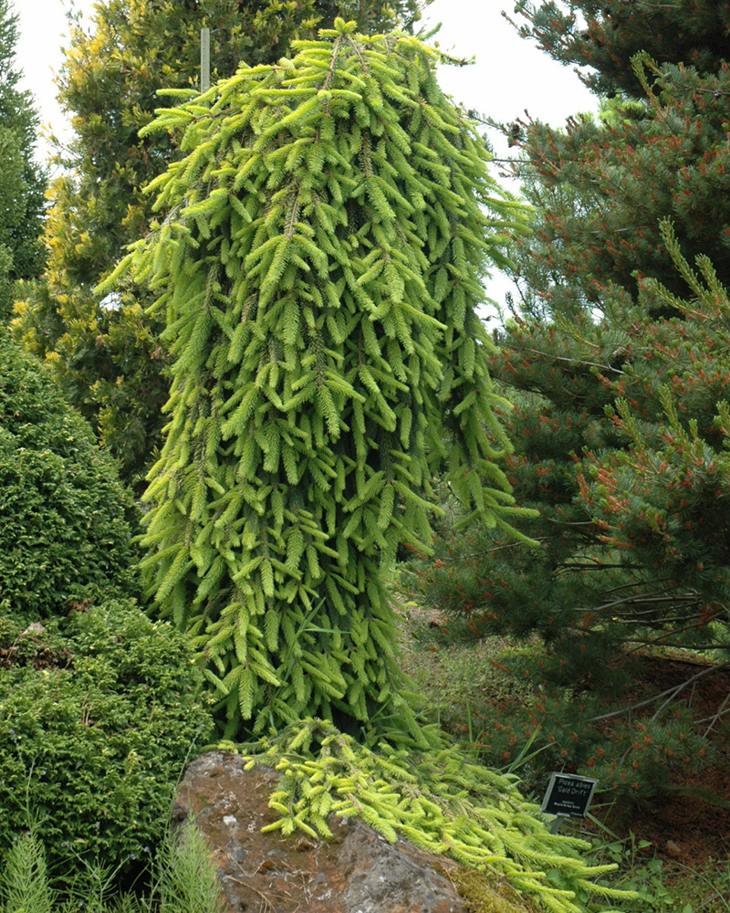 Gold Drift Norway Spruce #6<br><i>Picea abies 'Gold Drift'</br></i>