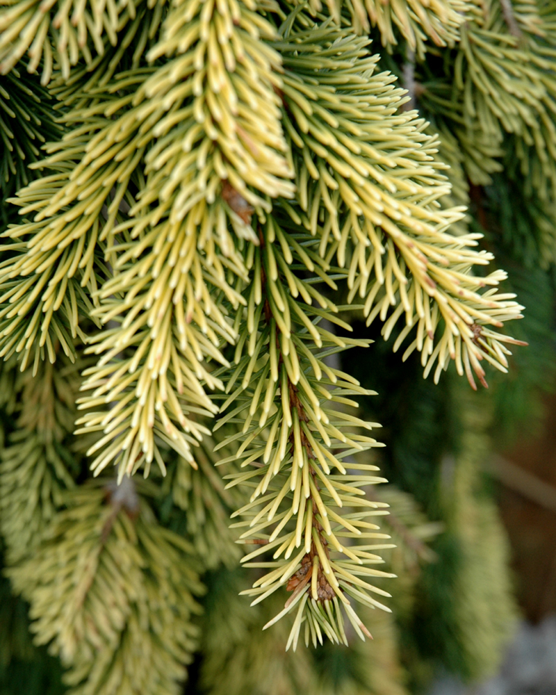 Gold Drift Norway Spruce #6<br><i>Picea abies \'Gold Drift\'</br></i>