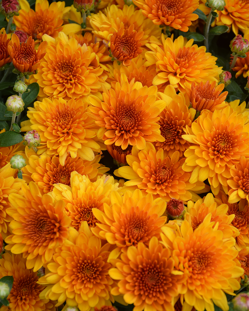 Fireglow Bronze Chrysanthemum 8"<br><i>Chrysanthemum 'Fireglow Bronze'</br></i>