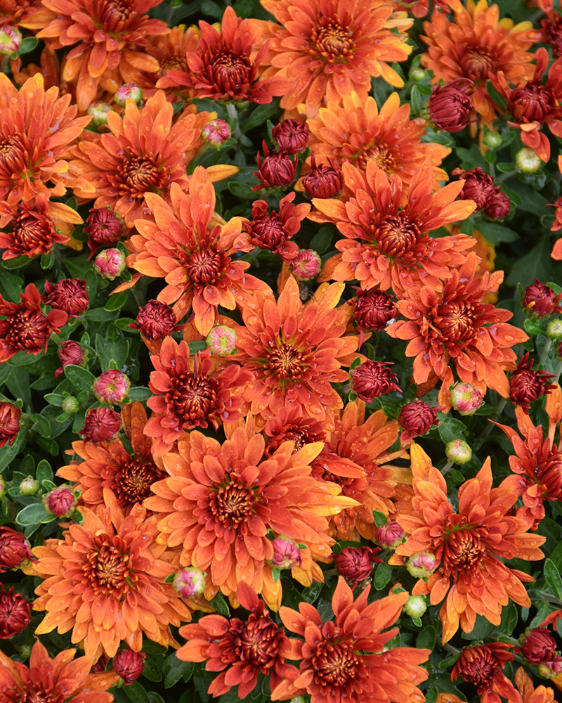 Zuma Orange Chrysanthemum 8"<br><i>Chrysanthemum 'Zuma Orange'</br></i>