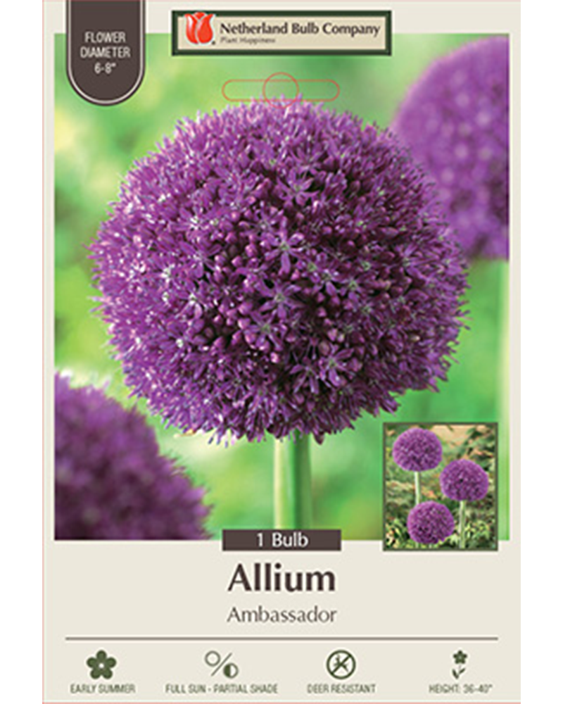 Allium Ambassador