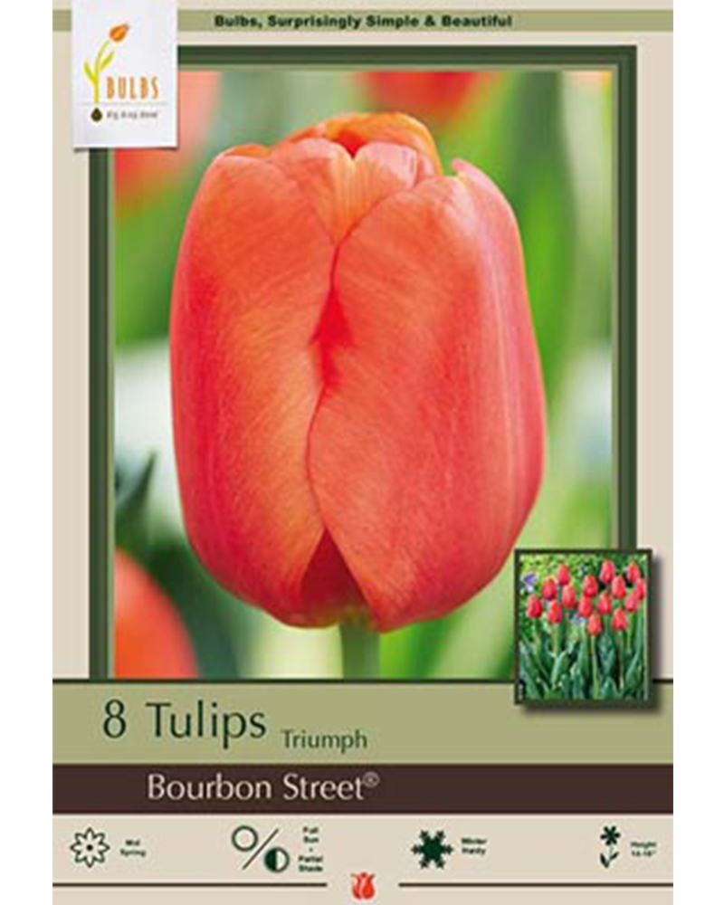 Tulip Bourbon Street