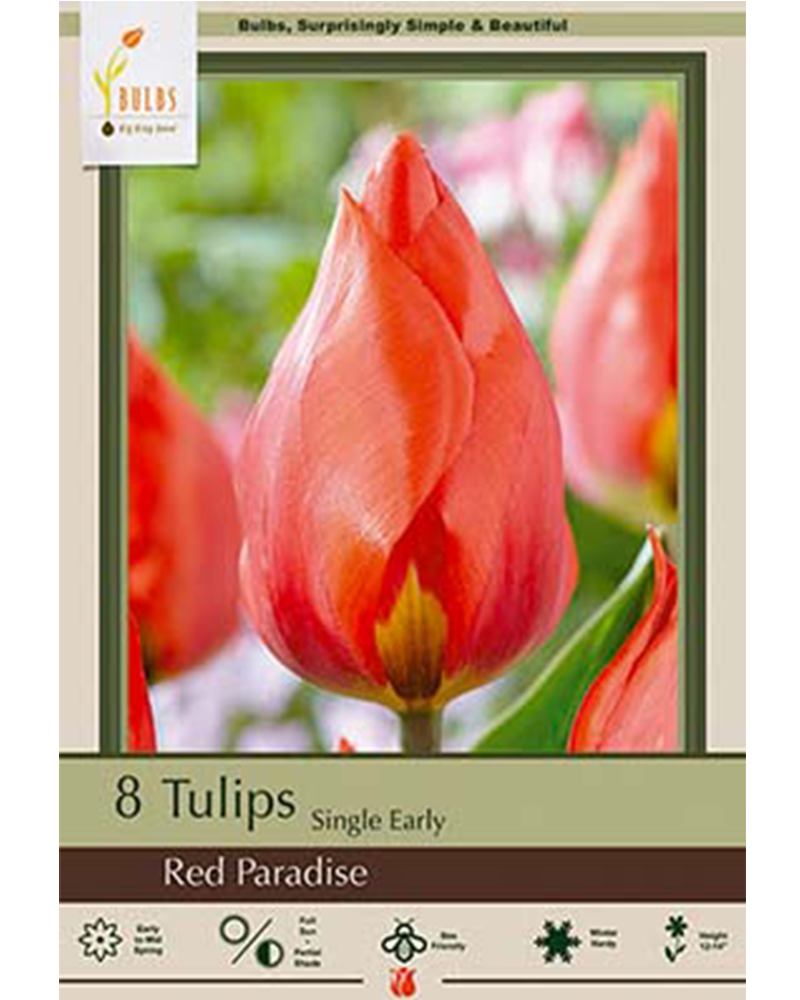 Tulip Red Paradise