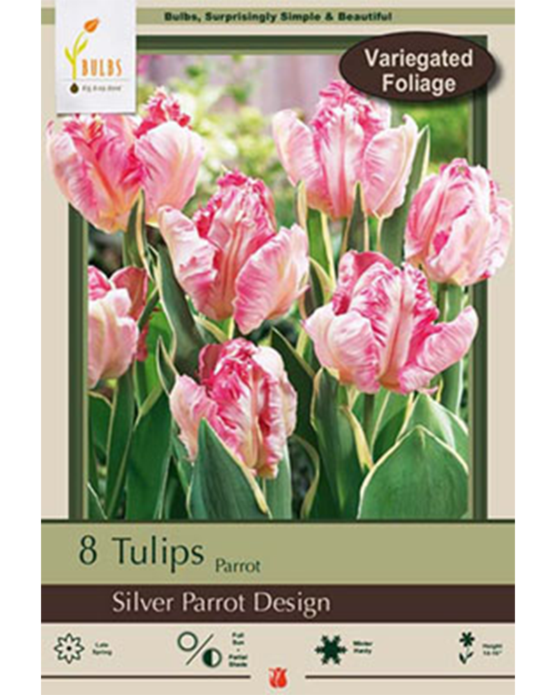 Tulip Silver Parrot Design