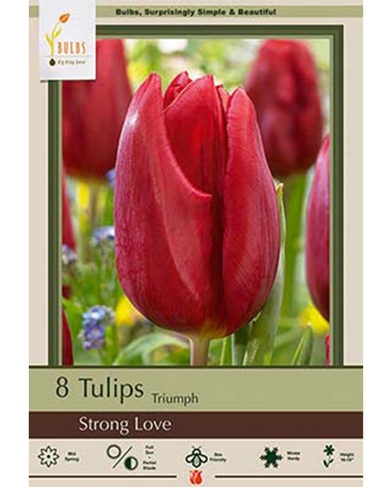 Tulip Strong Love