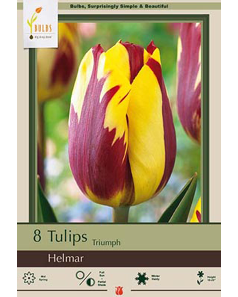 Tulip Helmar