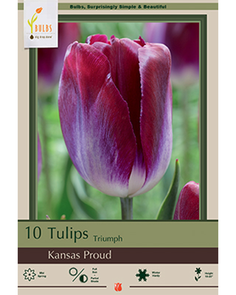 Tulip Kansas Proud