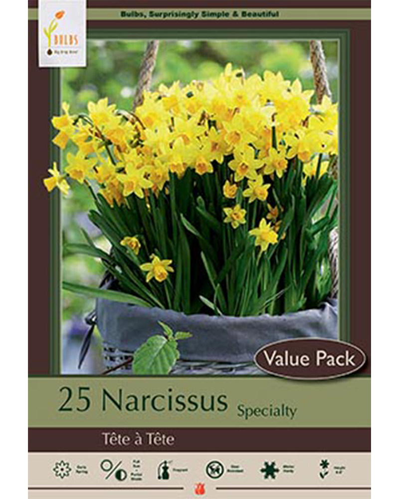 Narcissus Tete a Tete Value Pack
