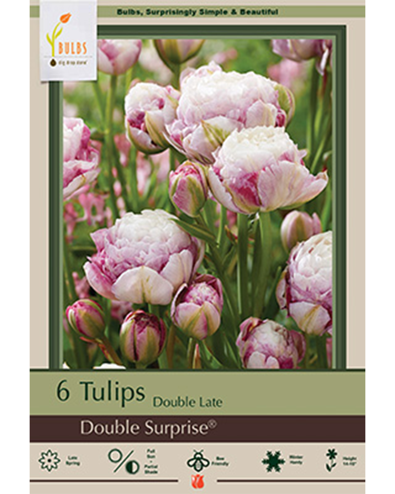 Tulip Double Surprise