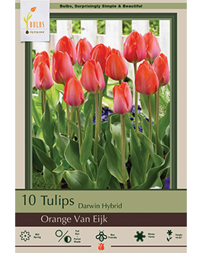 Tulip Orange Van Eijk
