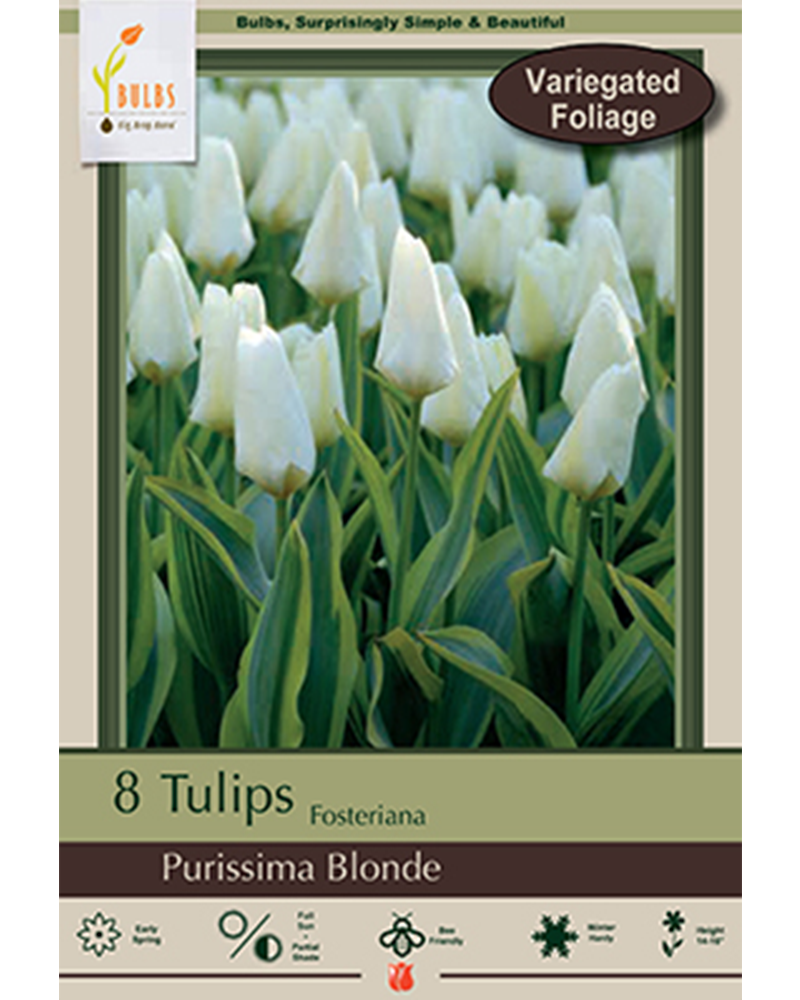Tulip Purissima Blonde