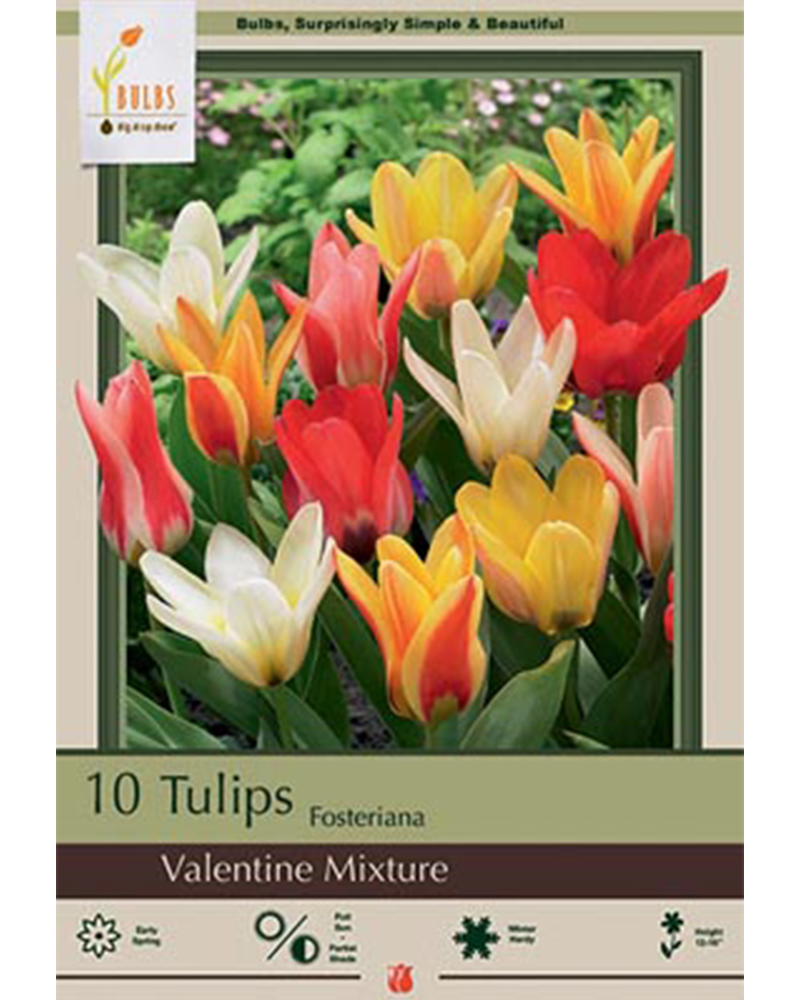 Tulip Valentine Mixture