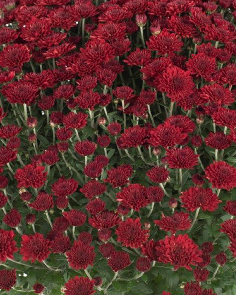 Selena Red Chrysanthemum 8"<br><i>Chrysanthemum x morifolium 'Selena Red'</br></i>