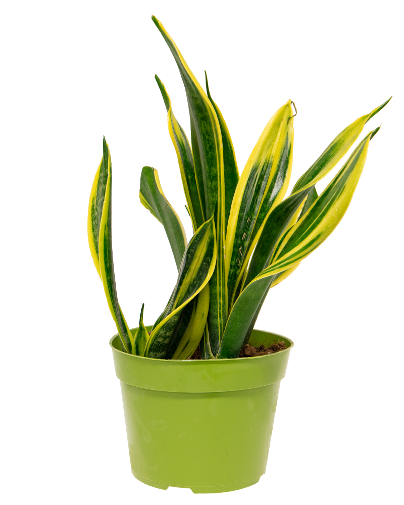 Sansevieria Gold Flame 5"